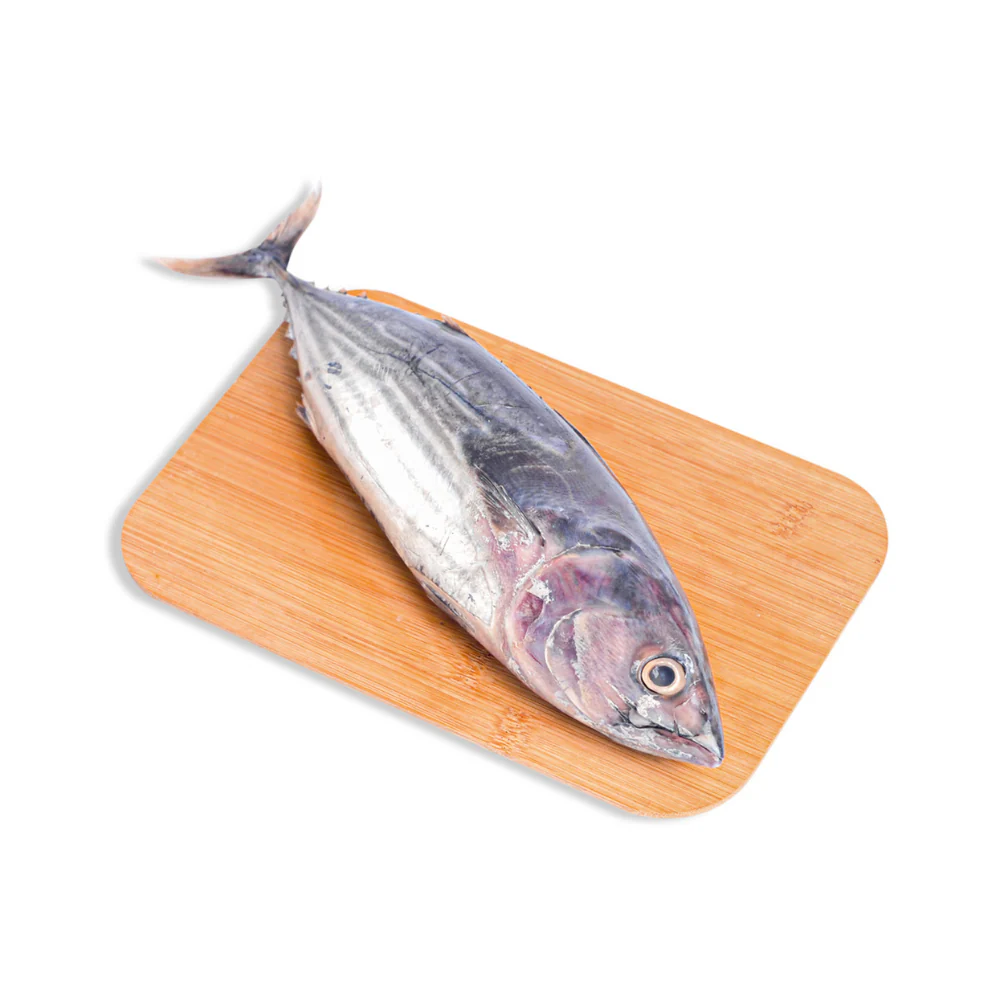 Perit Fish (Tulingan) - Image 2