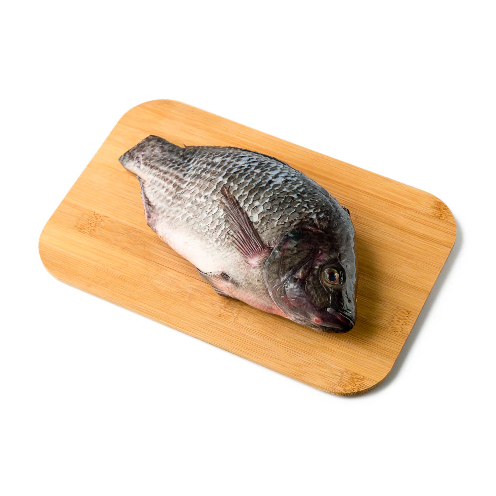 Tilapia Saci Big - Image 2