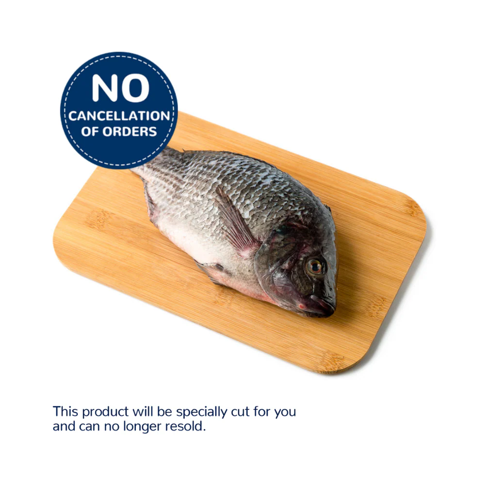 Tilapia Saci Big - Image 3