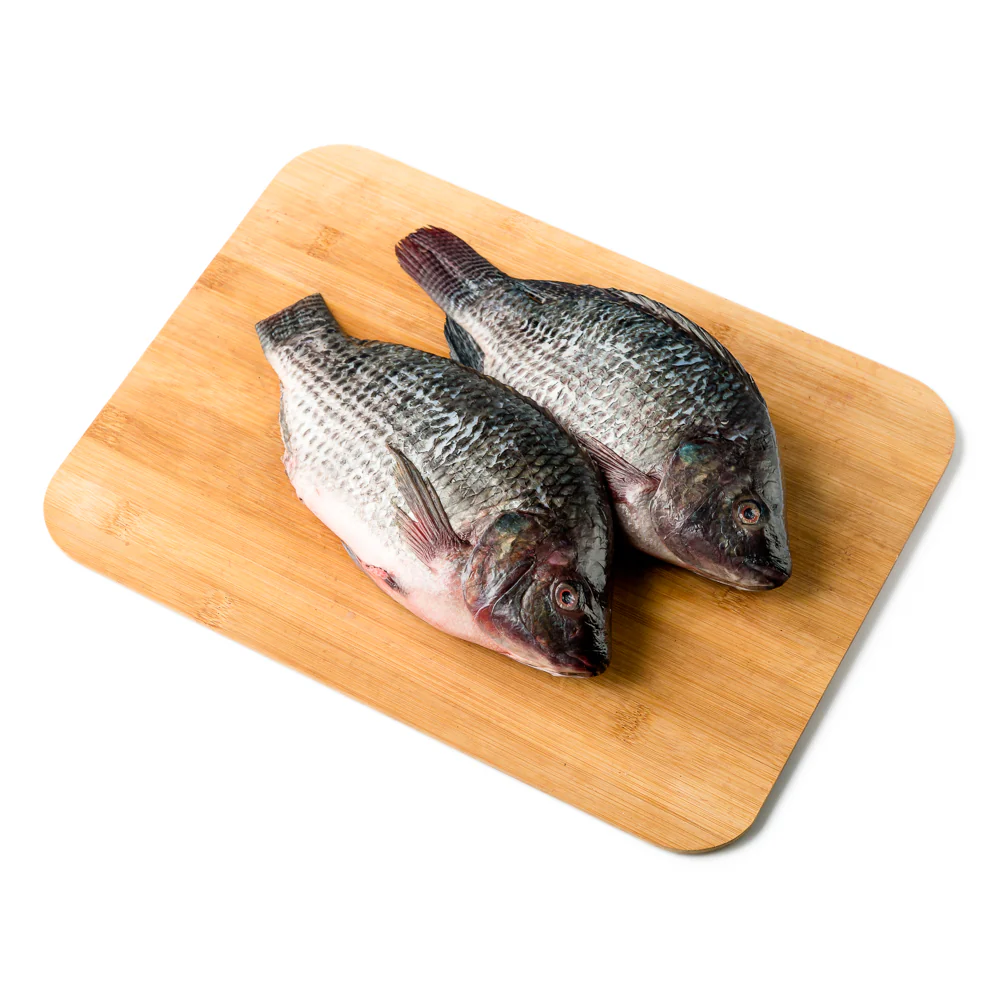 Tilapia Saci Big - Image 6