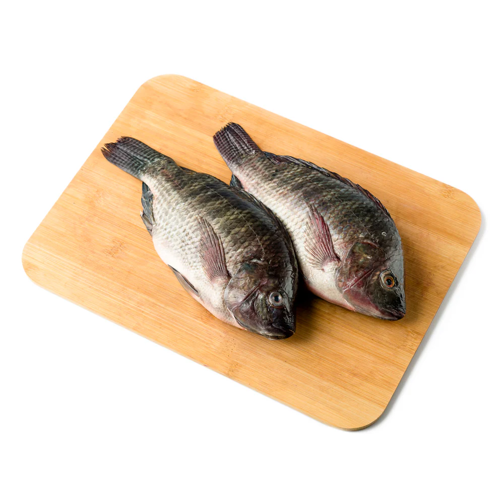 Tilapia Saci Big - Image 7